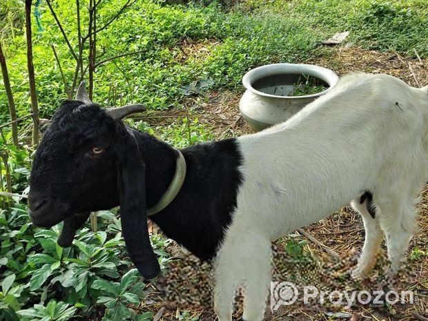 মায়া ছাগল