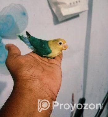 লাভবার্ডস