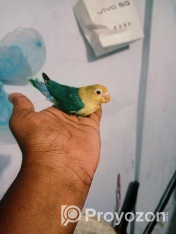 লাভবার্ডস