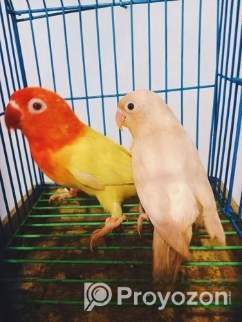 লাভবার্ডস