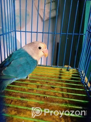 লাভবার্ডস