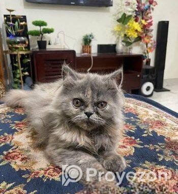 Persian Cat