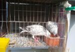 দুই জোড়া রেসার কবুতর বিক্রি হবে খাঁচা সহ