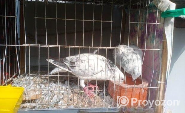 দুই জোড়া রেসার কবুতর বিক্রি হবে খাঁচা সহ