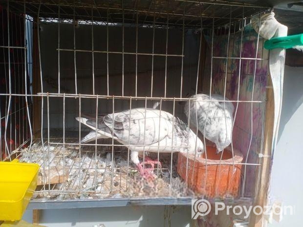 দুই জোড়া রেসার কবুতর বিক্রি হবে খাঁচা সহ