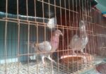 দুই জোড়া রেসার কবুতর বিক্রি হবে খাঁচা সহ
