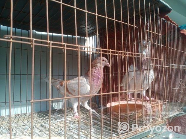 দুই জোড়া রেসার কবুতর বিক্রি হবে খাঁচা সহ