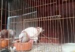 দুই জোড়া রেসার কবুতর বিক্রি হবে খাঁচা সহ