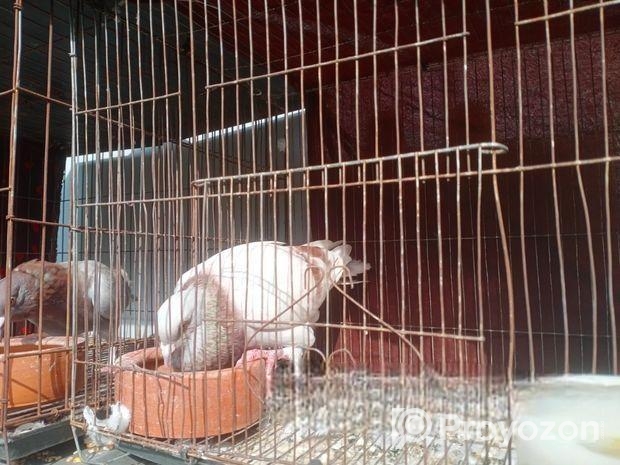 দুই জোড়া রেসার কবুতর বিক্রি হবে খাঁচা সহ