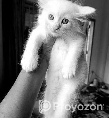 Traditional Longcoat Persian Kitten Male 3 Months