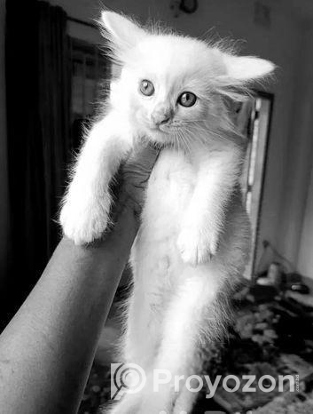 Traditional Longcoat Persian Kitten Male 3 Months