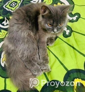 Pure Persian