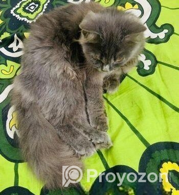 Pure Persian