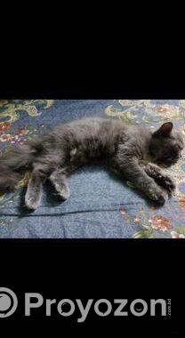 Pure Persian