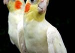 ককাটেল লুটিন,অ্যাডাল্ট পেয়ার।