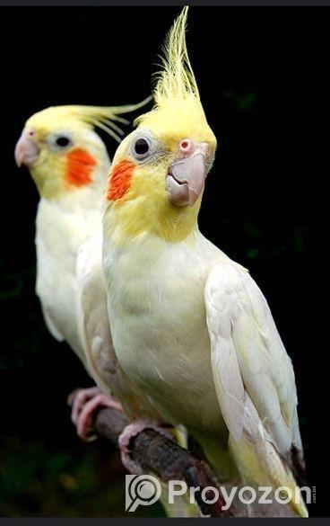 ককাটেল লুটিন,অ্যাডাল্ট পেয়ার।