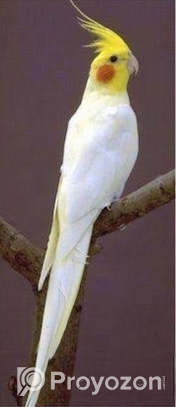 ককাটেল লুটিন,অ্যাডাল্ট পেয়ার।