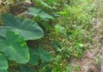 আর্জেন্ট জমি বিক্রি করা হবে ৫শতক
