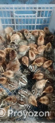 ডিমের রানী মিশরি ফাওমি মুরগির বাচ্চা।