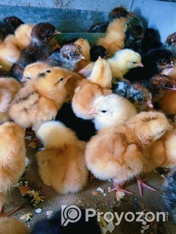 ডিমের রানী মিশরি ফাওমি মুরগির বাচ্চা।