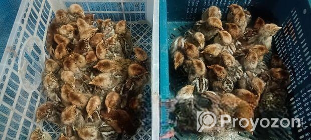 ডিমের রানী মিশরি ফাওমি মুরগির বাচ্চা।