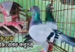 রেছার কবুতর