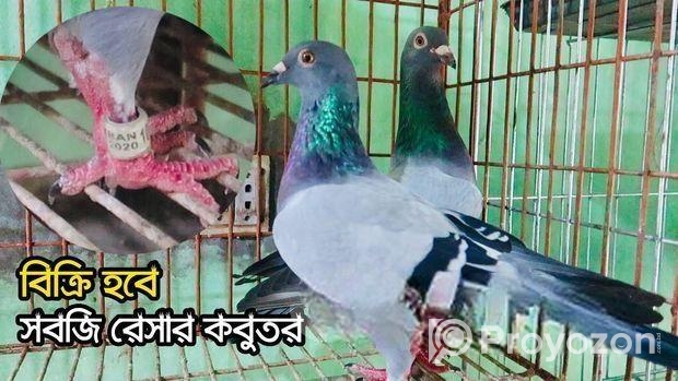 রেছার কবুতর