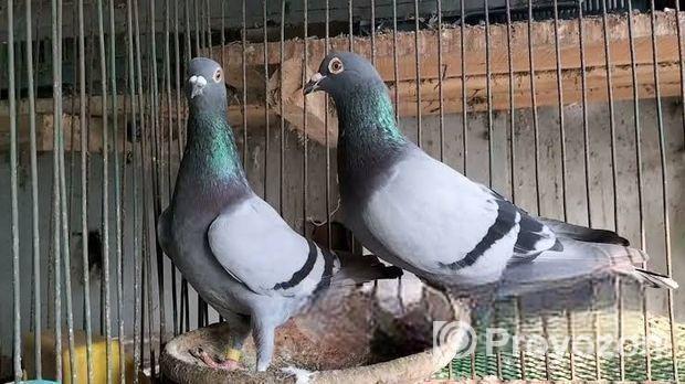রেছার কবুতর