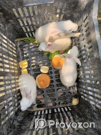 খরগোশ বিক্রি হবে