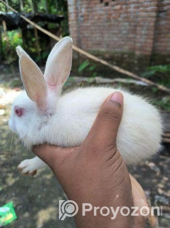 খরগোশ বিক্রি হবে