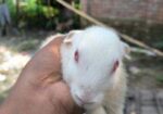 খরগোশ বিক্রি হবে