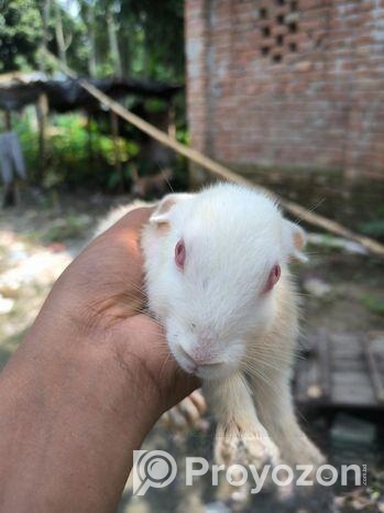খরগোশ বিক্রি হবে