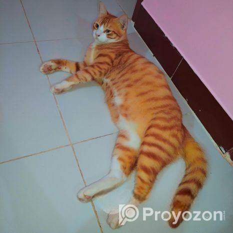 মিক্স ব্রিড পারশিয়ান