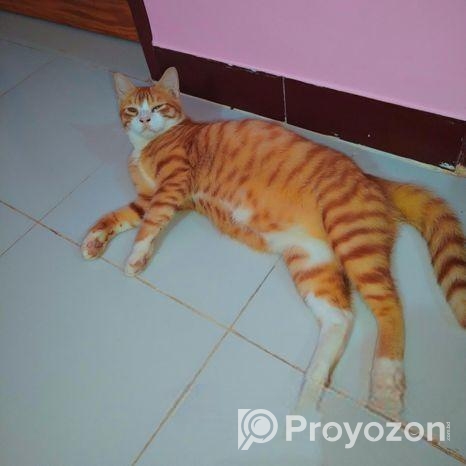 মিক্স ব্রিড পারশিয়ান