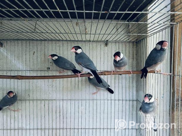 জাভা পাখি