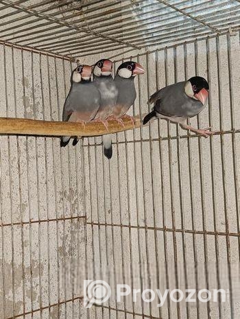 জাভা পাখি