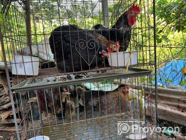 কচিন মুরগী