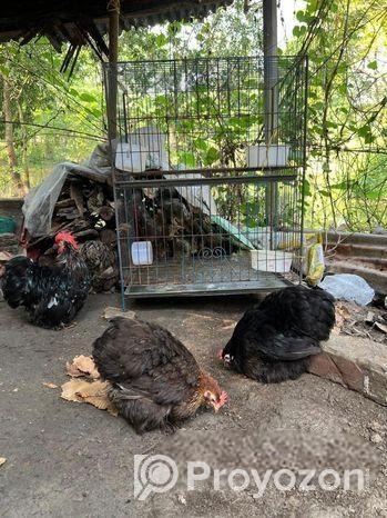 কচিন মুরগী