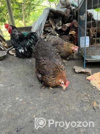 কচিন মুরগী