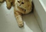 Cat Sell