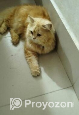 Cat Sell