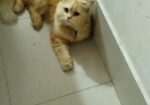 Cat Sell