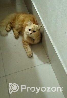 Cat Sell