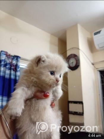 পারসিয়ান বিড়ালের বাচ্চা