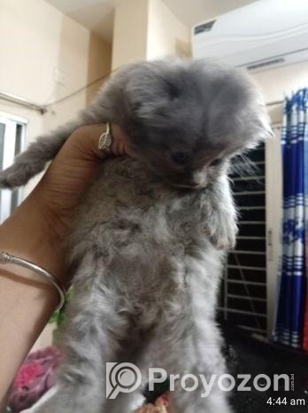 পারসিয়ান বিড়ালের বাচ্চা