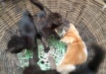 cat adoption