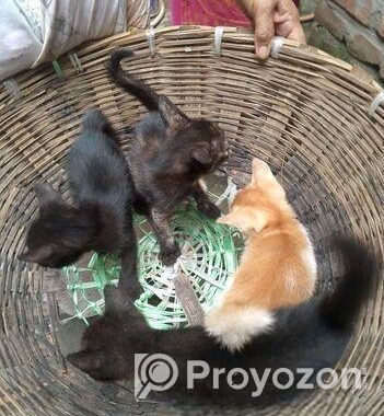 cat adoption