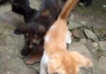cat adoption