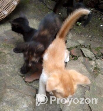 cat adoption