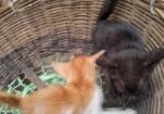 cat adoption
